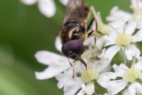 Réf. 295 490 : Cheilosia sp.